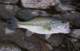 3 lb. Largemouth from Diamond Valley Lake 3/2007 
