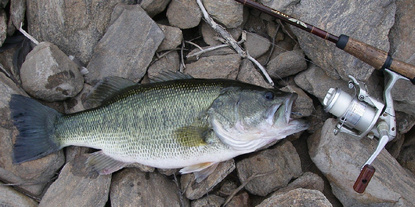 5lb Largemouth Bass from Diamond Valley Lake 3/2007.
