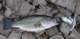 5lb Largemouth Bass from Diamond Valley Lake 3/2007.