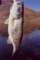Largemouth Bass Dufish caught at Diamond Valley Lake 6/2005