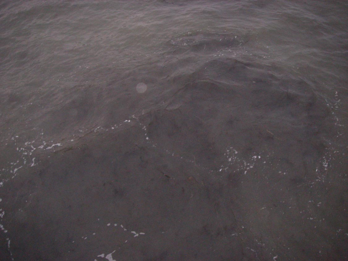 Nearshore water under Ocean Beach pier dirty due to high surf 1/9/2009.