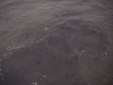 Nearshore water under Ocean Beach pier dirty due to high surf 1/9/2009. 