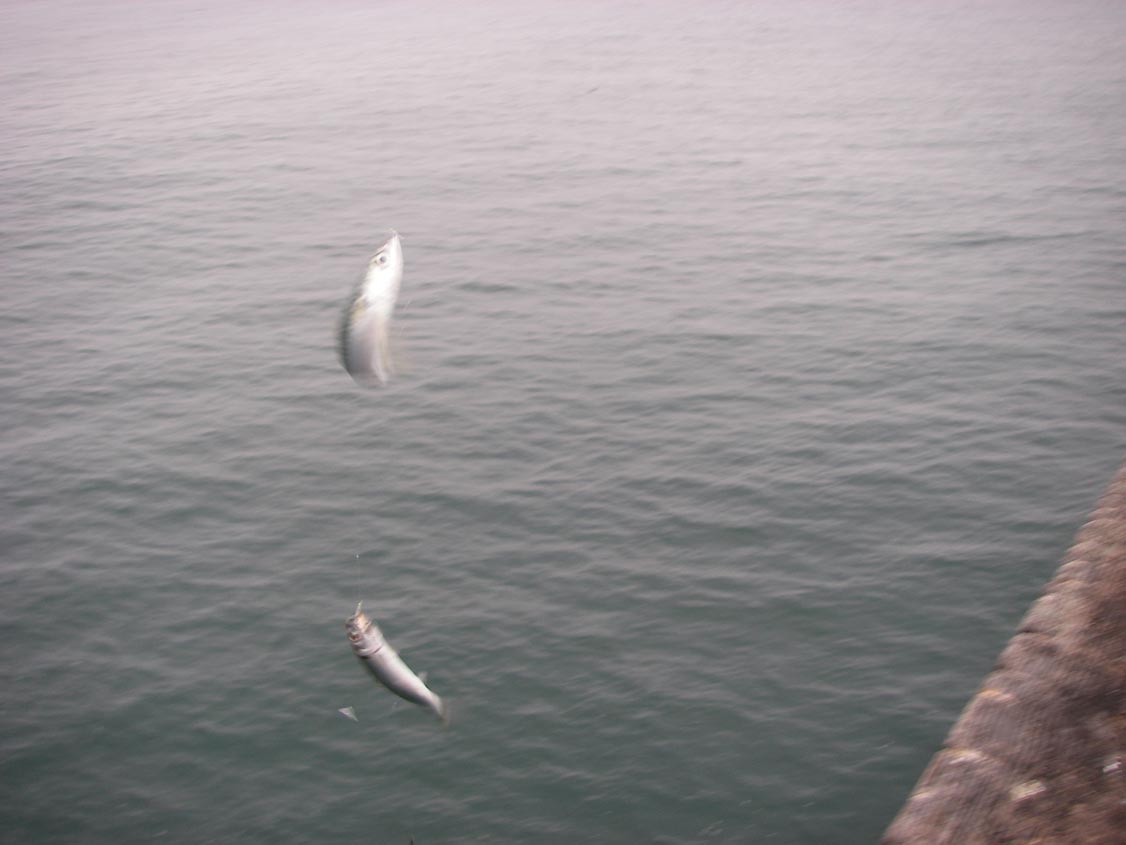 Caught'em two at a time on a sabiki rig at Ocean Beach Pier 1/9/2009.