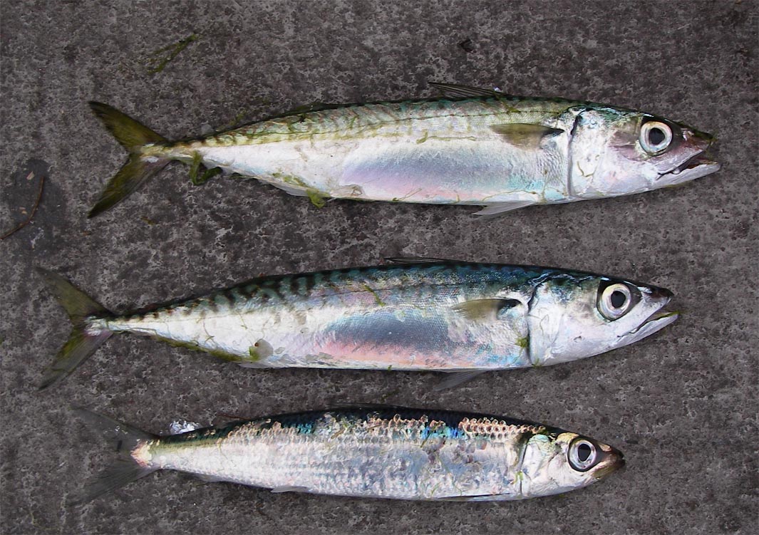 Everybody caught mackerels and sardines at Ocean Beach Pier 1/9/2009.