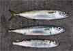 Everybody caught mackerels and sardines at Ocean Beach Pier 1/9/2009.