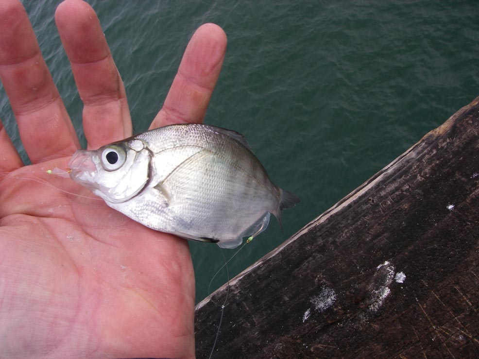 After the mackerel stopped biting the sabiki rig, small walleye surfperch took over the Ocean Beach Pier 1/9/2009. 