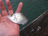 After the mackerel stopped biting the sabiki rig, small walleye surfperch took over the Ocean Beach Pier 1/9/2009. 