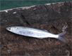 Even grunion bite the sabiki at Ocean Beach Pier 1/9/2009.
