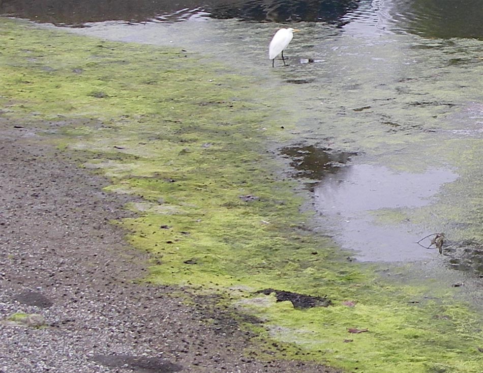 Egret hunting among the ulva intestinalis algae opaleye bait, 1/23/2009.