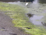 Egret hunting among the ulva intestinalis algae opaleye bait, 1/23/2009.