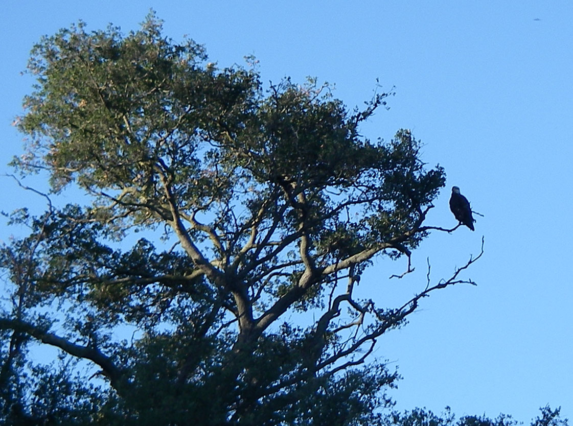 Bald eagle perched in an oak tree at Lake Wohlford, 1/29/2009. 