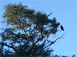 Bald eagle perched in an oak tree at Lake Wohlford, 1/29/2009. 