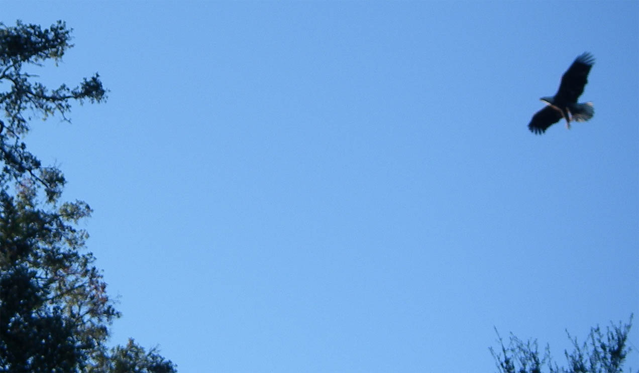 Bald eagle at Lake Wohlford ready to land in an oak tree, 1/29/2009.