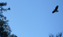 Bald eagle at Lake Wohlford ready to land in an oak tree, 1/29/2009. 