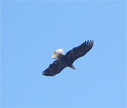 Bald eagle soaring over Lake Wohlford 1/29/2009