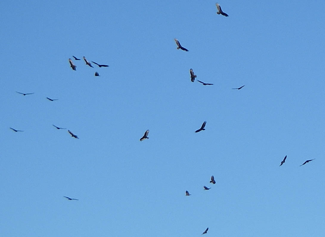 Fishing was so dead at Lake Wohlford the buzzards were circling 1/29/2009