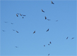 Fishing was so dead at Lake Wohlford the buzzards were circling 1/29/2009