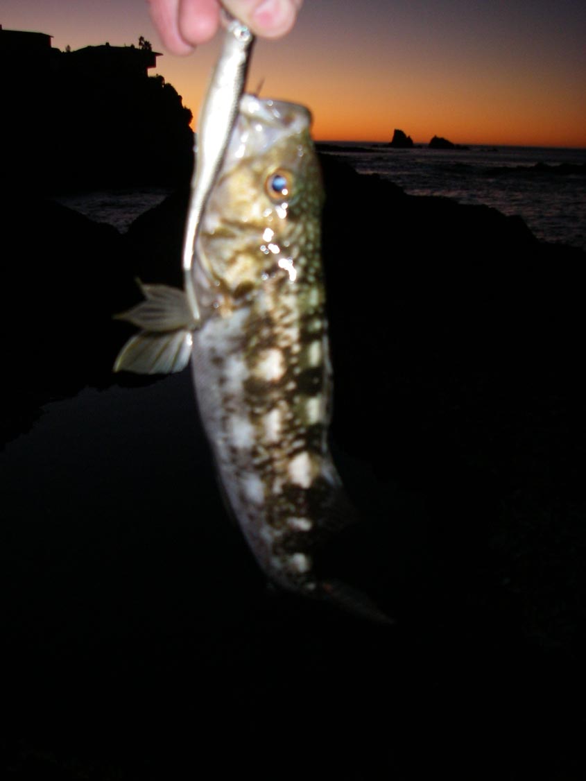 Small calico bass caught on a PowerBait Jerk Shad Mullet at Sargo Point, Laguna Beach, 1/30/2009 