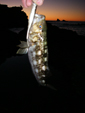 Small calico bass caught on a PowerBait Jerk Shad Mullet at Sargo Point, Laguna Beach, 1/30/2009 