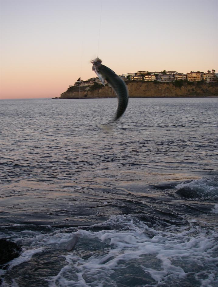 Pesky mackerel at my bass bait squid at Sargo Point, Laguna Beach 1/30/2009