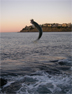 Pesky mackerel at my bass bait squid at Sargo Point, Laguna Beach 1/30/2009 