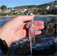Trying to imitate a baby octopus by using a squid head at Crescent Bay, Laguna Beach, 1/30/2009.