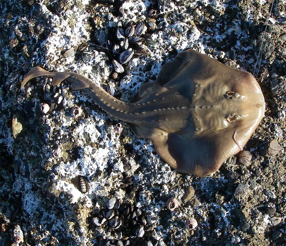 A Thornback ate my bass bait squid at Crescent Bay, Laguna Beach, 1/30/2009.