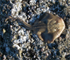 A Thornback ate my bass bait squid at Crescent Bay, Laguna Beach, 1/30/2009