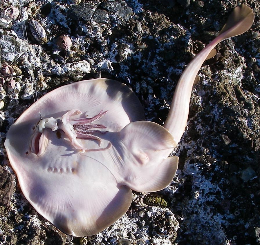 Thornback belly with squid head in mouth at Crescent Bay, Laguna Beach, 1/30/2009.