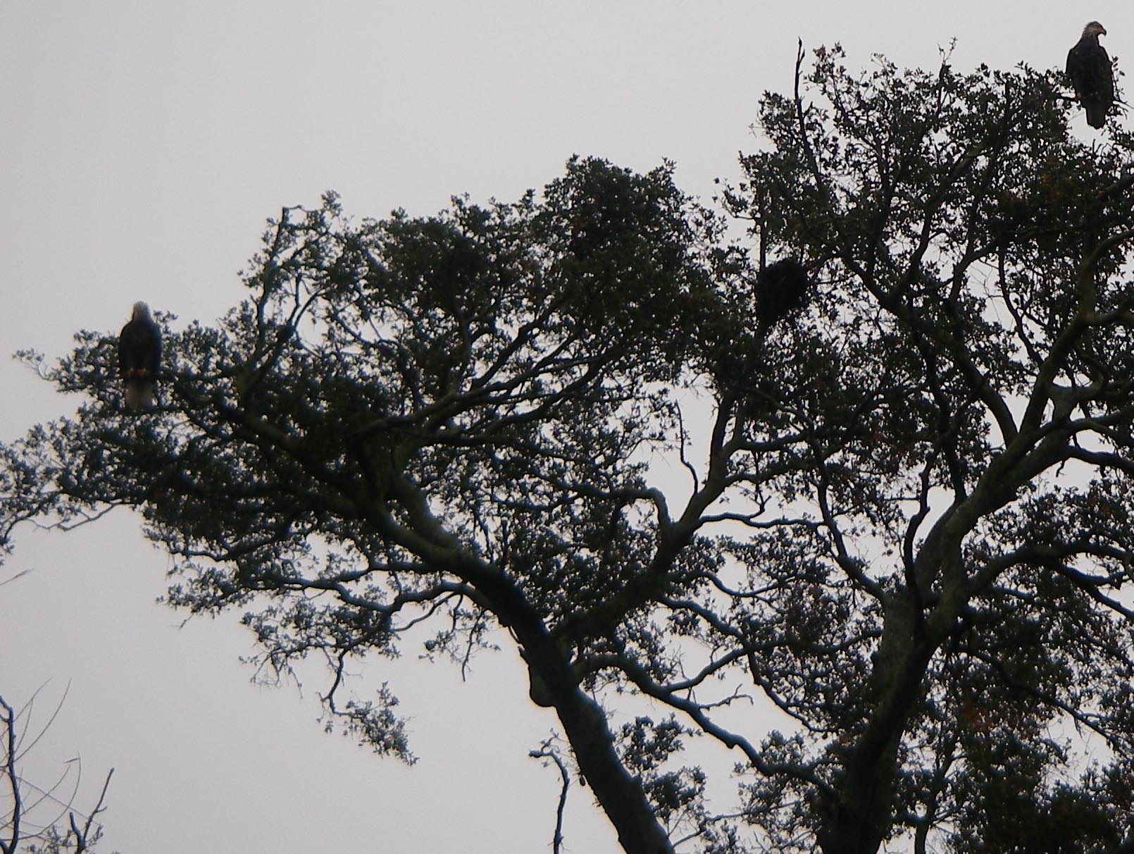 Bald eagles still in same tree at Lake Wohlford 2/6/2009.