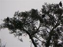 Bald eagles still in same tree at Lake Wohlford 2/6/2009. 