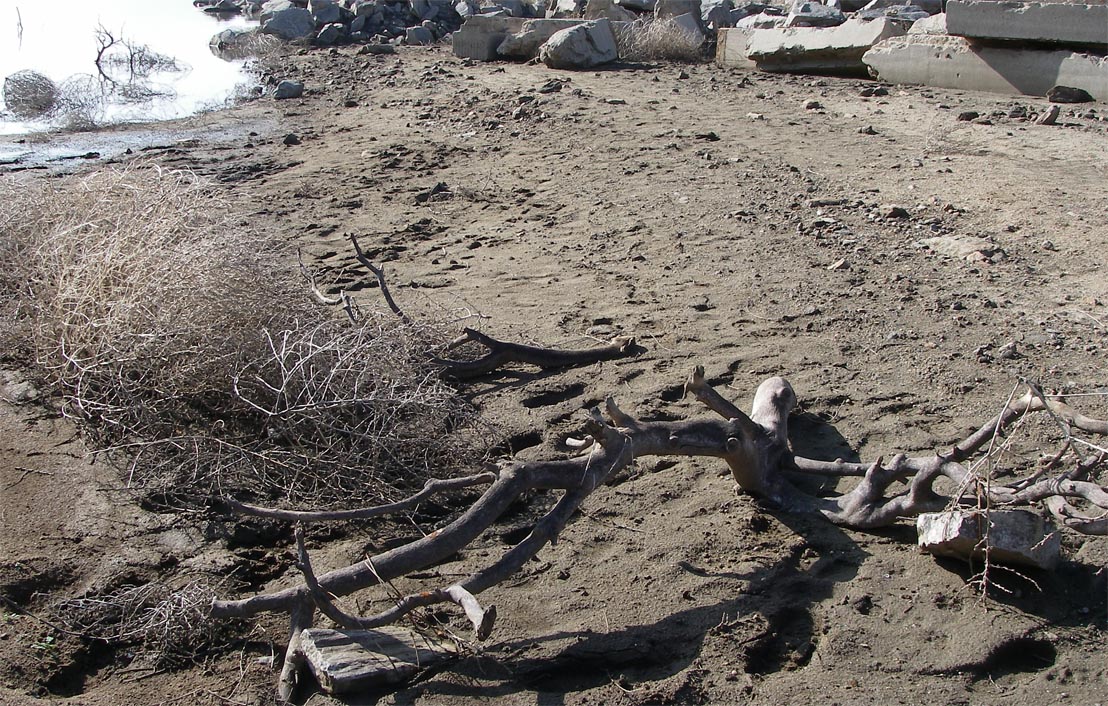 Artificial structure consists of old concrete and tree branches anchored down with wire and rocks in Third Cove at Diamond Valley Lake 2/26/2009.