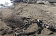 Artificial structure consists of old concrete and tree branches anchored down with wire and rocks in Third Cove at Diamond Valley Lake 2/26/2009. 