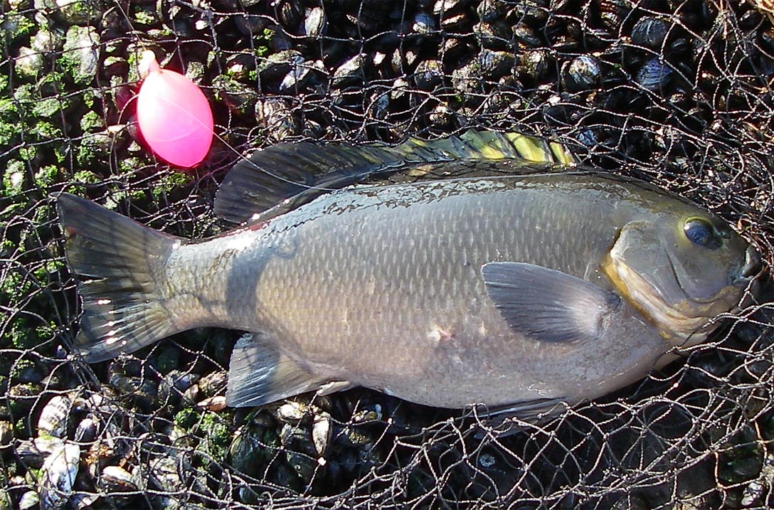 Dufish netted this 3-5 opaleye at Opaleye Point, the only one landed for the day 3/16/2009
