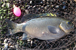 Dufish netted this 3-5 opaleye at Opaleye Point, the only one landed for the day 3/16/2009