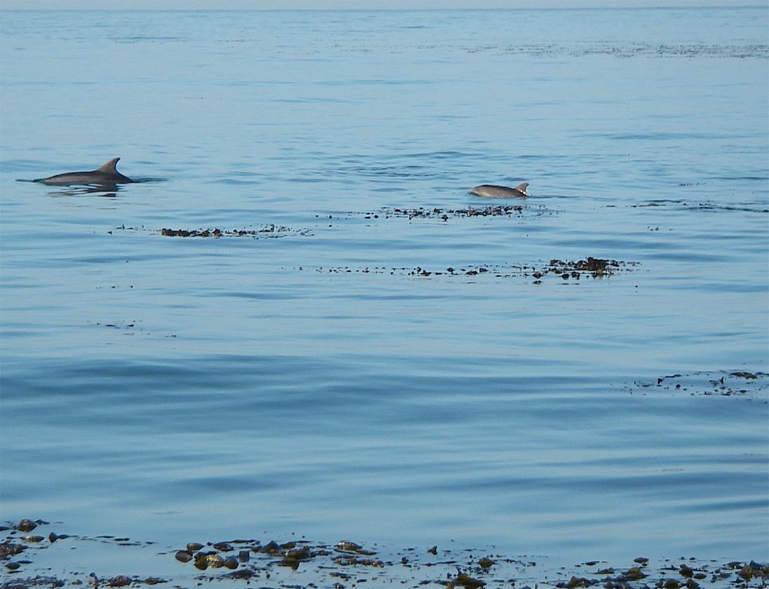 Dolphins frolicking near Opaleye Point 3/16/2009