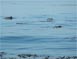 Dolphins frolicking near Opaleye Point 3/16/2009