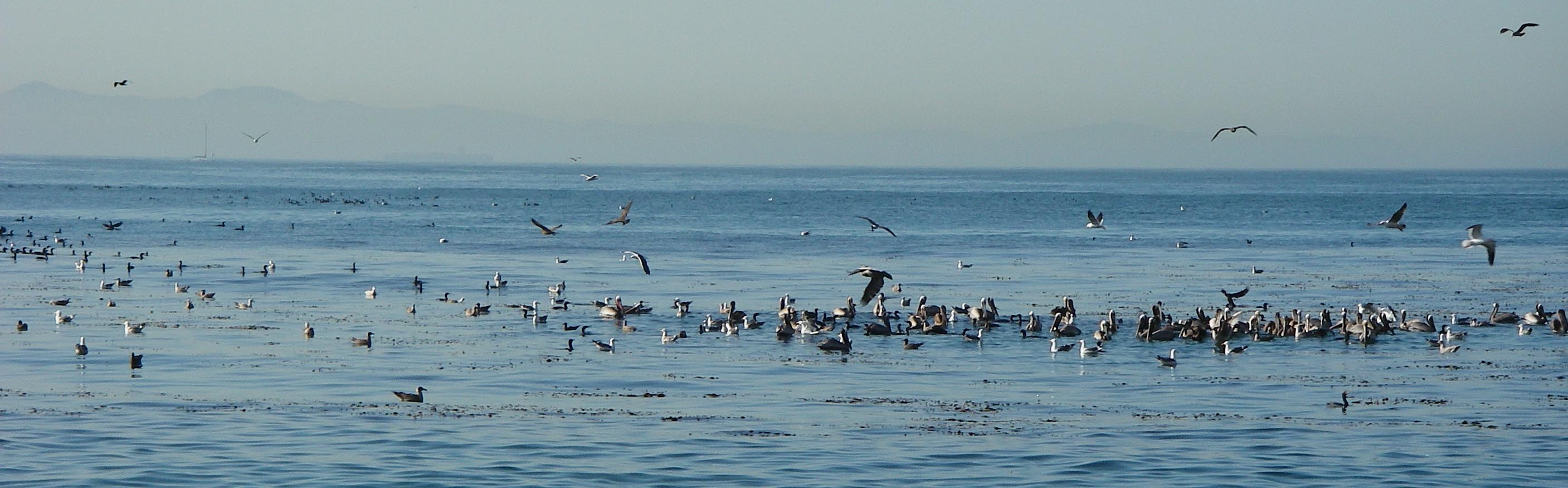 Birds having a good ol' time at Opaleye Point 3/25/2009