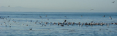 Birds having a good ol' time at Opaleye Point 3/25/2009.