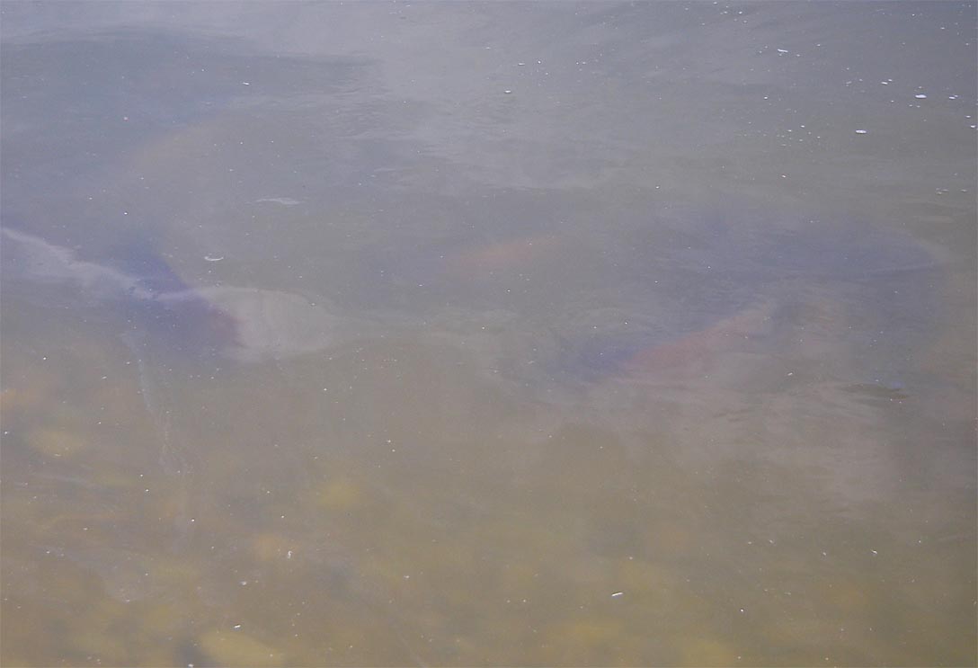 Carp frolicking in the shallows of Lake Elsinore 4/21/2009