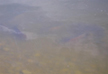 Carp frolicking in the shallows of Lake Elsinore 4/21/2009