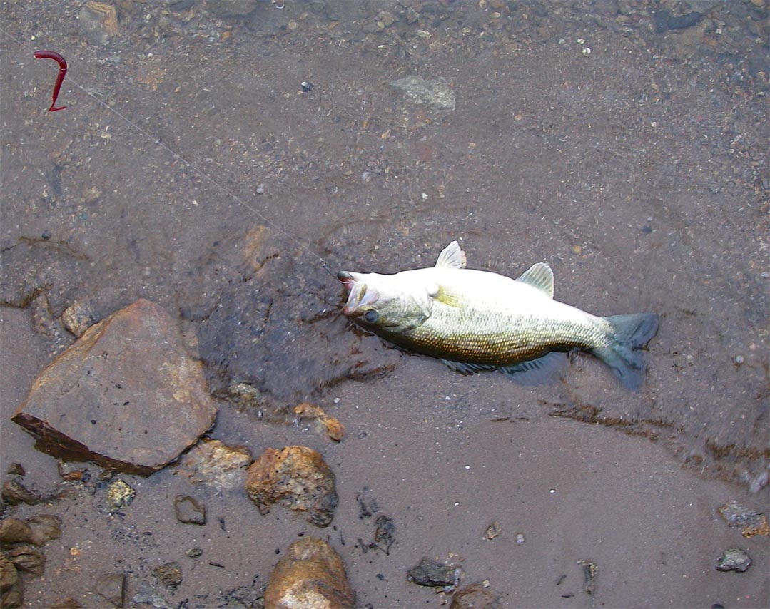 Two pound bass caught on a Carolina-rigged 4-inch purple Power Worm 4/24/2009