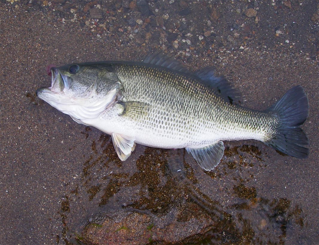3-2 largemouth bass caught on a Carolina-rigged 4-inch Power worm at Diamond Valley Lake 4/24/2009