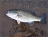 3-2 largemouth bass caught on a Carolina-rigged 4-inch Power worm at Diamond Valley Lake 4/24/2009