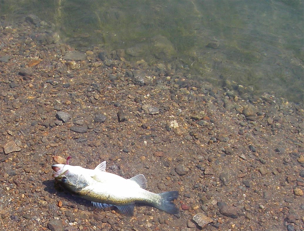 1 1/2 pound bass caught at Third Cove, Diamond Valley Lake on Carolina-rigged 4-inch purple Power Worm 4/24/2009