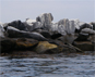 Upright flat rock with a bullet hole marking the spot where Breakwall Darryl and Dufish metered and caught many 2 to 4 pound sand and calico bass along the Federal Breakwall 6/24/2009