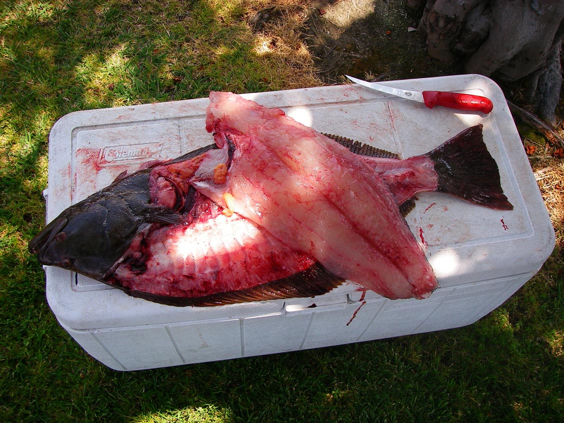 Dufish filleted Breakwall Darryl's 10+ pound halibut at the launch ramp so that he and Darryl could split it 6/24/2009