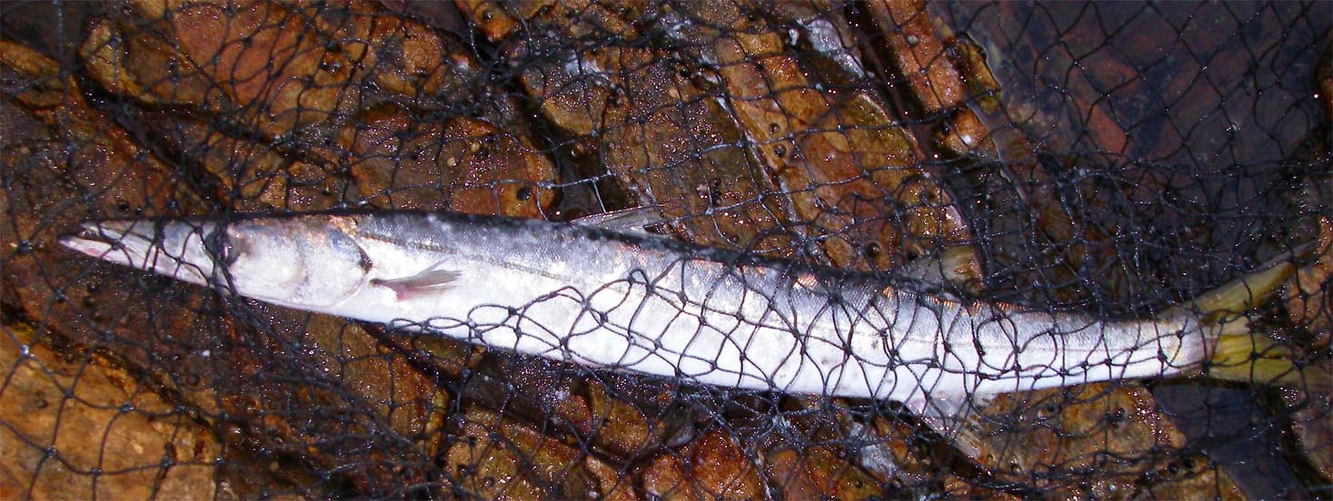 Pencil barracuda caught off the rocks of Palos Verdes