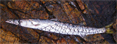 Pencil barracuda caught off the rocks of Palos Verdes 10/7/2009