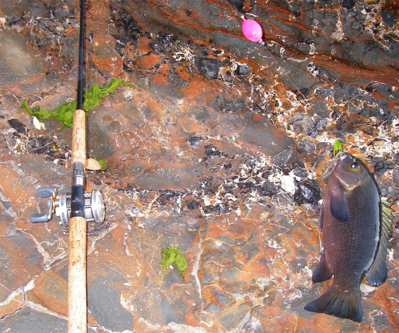 Basic three taco opaleye caught with the algae bobber rig 10/21/2009